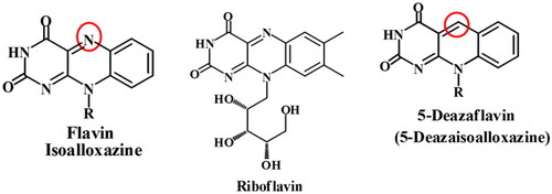 Figure 1. Structure of 5-deazaflavin skeleton.