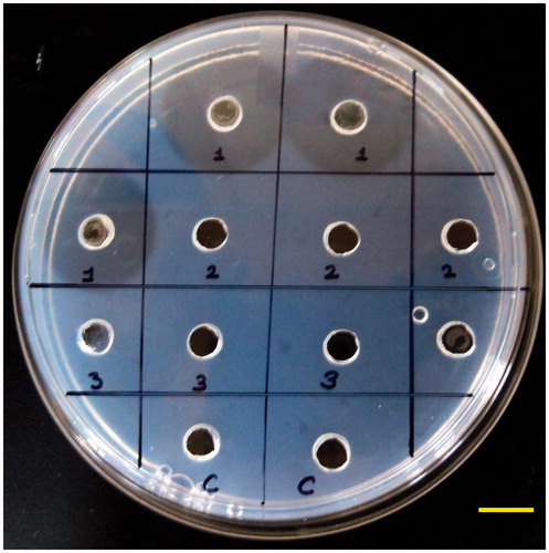 Figure 3. Fibrinolytic activity of xylarinase on plasminogen deficient plate by fibrin plate method. Fibrin plate was prepared by mixing fibrinogen with thrombin and agarose. Twenty microliters of xylarinase was dispensed into wells and incubated for 12 h at 37 °C.