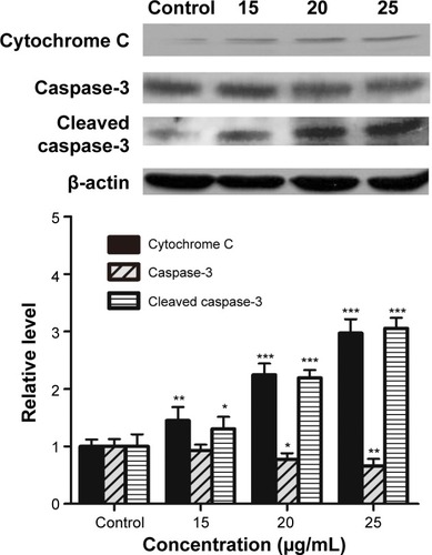 Figure 4 Effects of TBMS1 on Cytochrome C release and Caspase-3 activation.