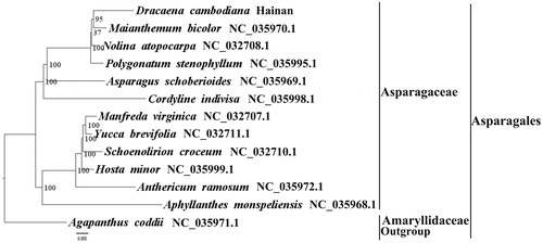 Figure 1. The best ML phylogeny recovered from 13 complete plastome sequences by RAxML. Accession numbers: D. cambodiana (GenBank accession number: MH293451, this study), Maianthemum bicolor NC_035970.1, Nolina atopocarpa NC_032708.1, Polygonatum stenophyllum NC_035995.1, Asparagus schoberioides NC_035969.1, Cordyline indivisa NC_035998.1, Manfreda virginica NC_032707.1, Yucca brevifolia NC_032711.1, Schoenolirion croceum NC_032710.1, Hosta minor NC_035999.1, Anthericum ramosum NC_035972.1, Aphyllanthes monspeliensis NC_035968.1, Agapanthus coddii NC_035971.1.