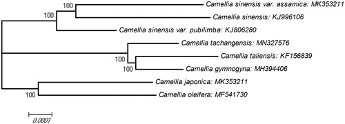 Figure 1. The phylogenetic tree based on eight complete chloroplast genome sequences of different species from the genus Camellia. The phylogenetic tree was constructed using neighbour-joining (NJ) method with 10,000 bootstrap replicates. The bootstrap values are labelled at each branch nodes.