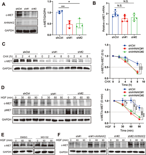 Figure 7 AHNAK2 stabilizes c-MET from degradation. (A) c-MET and AHNAK2 protein expression levels in PANC-1 cells of shAHNAK2 (n=3). (B) c-MET mRNA expression levels in PANC-1 cells of shControl and shAHNAK2 groups (n=5). (C) Representative Western blot images and degradation ratio curve of c-MET protein in shAHNAK2 PANC-1 cells after treated with cycloheximide at time gradients (n=3). (D) Representative Western blot images and time course of c-MET protein levels in shControl and shAHNAK2 PANC-1 cells in response to hepatocyte growth factor (HGF) stimulation (n=3). (E) HGF-induced c-MET accumulation in PANC-1 cells in the presence or absence of the proteasome inhibitor MG132 (n=3). (F) Rescue of AHNAK2 prevents c-MET from degradation. Representative Western blot image of c-MET levels in PANC-1 cells with shAHNAK2 or AHNAK2 re-expression. Each bar represents Mean ± SD. *p>0.05, **P>0.01; p***<0.001.