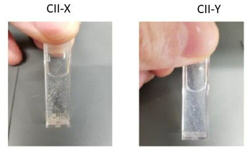 Figure 3. Solubility of collagen powders. CII-X was large and lumpy in appearance. CII-Y was finer, smaller, and homogeneous.