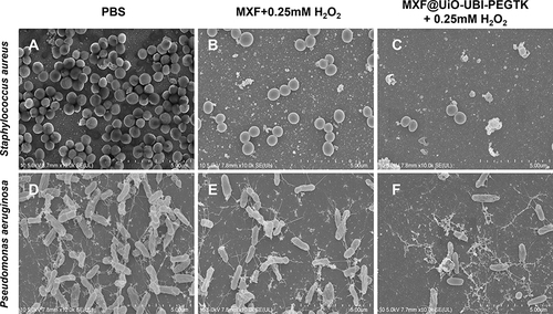 Figure 6 SEM images showing the antibiofilm properties of MXF and MXF@UiO-UBI-PEGTK with 0.25mM H2O2 against (A–C) S. aureus and (D–E) P. aeruginosa, respectively. Scale bar: 5 μm.