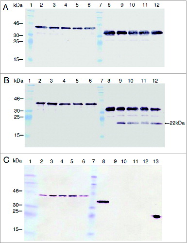 Figure 7. PorA resistance to protease digestion compared with that of PorB. In vitro incubations were performed with pepsin (A), trypsin (B) and chymotrypsin (C) in the final volume of 300 μl. Twenty-five microliter of rPorA at 0, 4, 8, 12 and 16 min (lanes 2 to 6) and PorB (same times, lanes 8 to 12) were collected and analyzed through SDS-PAGE and Western blotting using His-tagged PorA and PorB proteins. The protease/substrate ratio were 1.2/1 (pepsin), 1/20 (trypsin) and 1/50 (chymotrypsin). The active enzyme added was approximately 0.3 units per assay. The MW for rPorA and rPorB were 42 kDa and 38 kDa, respectively. A single 22 kDa trypsin degradation product was observed for PorB (panel B, lanes 9-12) but none for PorA. PorB was degraded early and completely by chymotrypsin (panel C, lanes 9-12). The relevant bands of Prestained protein standard (Fermentas) are indicated. A positive control reaction (3 ng of His-tagged VP2 protein from the Infectious Pancreatic Necrosis Virus) was included (panel C, lane 13).