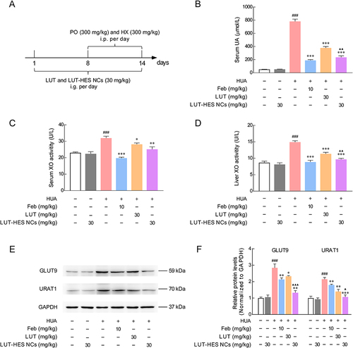 Figure 9 Urate-lowering efficacy of LUT-HES NCs on HUA mice: (A) Schematic illustration of the establishment of HUA mice model and dosing regimen; (B) Serum UA; (C and D) serum and hepatic XO activity; (E and F) protein expression of GLUT9 and URAT1 in the renal tissues by Western blotting.