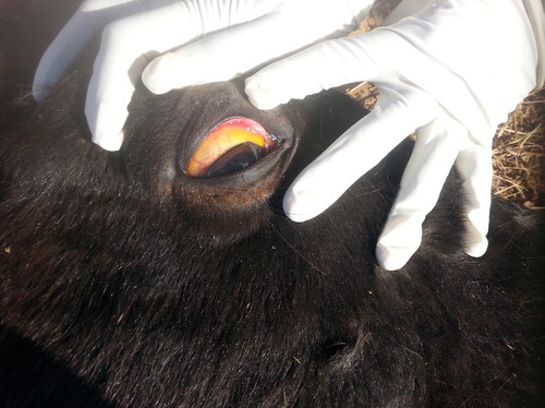 Figure 4. B. caballi infected horse showing icteric sclera.