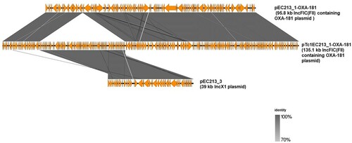 Figure 5. Linearized comparison of pEC213_1-OXA-181 and it co-integrate transconjugant form (pTc1EC213_1-OXA-181). An approximately 39-kb IncX1 plasmid (pEC213_3) was integrated on OXA-181-containing IncFIC (FII) plasmid (pEC213_OXA-181) in a conjugal transfer.