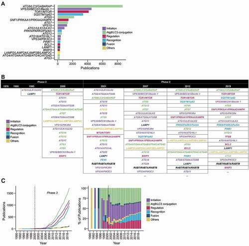 Figure 3. The prevalence of autophagy-associated genes in autophagy publications. (A) Top occurring autophagy genes in the titles and abstracts of autophagy publications (presented in the nomenclature for protein products). (B) The top few most mentioned autophagy genes of selected years of phase 2 and phase 3. Genes within the same table cells have the same frequency. Ellipses indicate the presence of more results (provided in Data S4). (C) The publication trends of the categories of autophagy genes (categorized according to their main function) in total frequency for each category per year (left) and percentage of total number of studies (right).