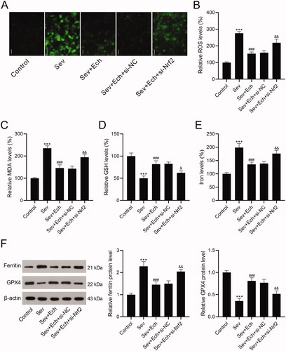 Figure 4. Ech mitigates Sev-induced oxidative stress and ferroptosis in hippocampal neurons via the Nrf2 signalling. (A and B) The level of ROS was detected by a commercial kit. (C-E) The levels of MDA, GSH, and iron were detected by commercial kits. (F) The ferritin and GPX4 protein levels were detected by western blot. Compared with the control group, ***p < 0.001. Compared with the Sev group, ###p < 0.001. Compared with the Sev + Ech + si-NC group, &p < 0.05, &&p < 0.01.