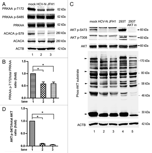 Figure 4. HCV inhibits the activity of PRKAA and AKT. (A) Mock-infected Huh7 (mock), HCV-N cells and Huh7 infected with 10 MOI JFH1 virus (JFH1) were harvested 5 d postinfection and phosphorylation of PRKAA and ACACA was analyzed by western blot. (B) The PRKAA p-T172/total PRKAA ratio from at least three independent experiments of (A) was shown. (C) Phosphorylation of AKT and the level of phospho-AKT substrates were analyzed by western-blot [the AKT antibodies recognize all three isoforms of AKT(AKT1-3)]. Nontreated and AKT Inhibitor VIII (AKT in, a pleckstrin homology (PH) domain-dependent AKT inhibitor)-treated 293 cells were used as control to indicate the band of AKT. (D) The AKT p-S473/total AKT ratio from at least three independent experiments of (C) was shown. *p < 0.05 was considered significant.