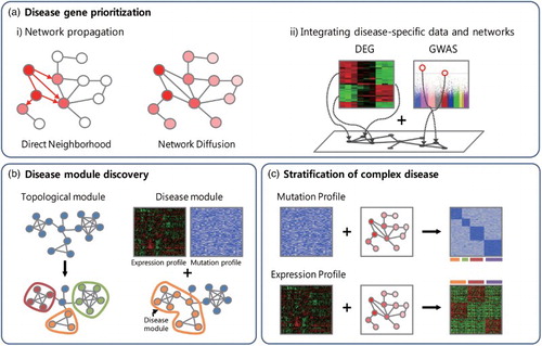 Figure 1. Network-assisted approaches for human disease research. Three major tasks are facilitated by network approaches to human disease research: (a) disease gene prioritization, (b) disease module discovery, and (c) stratification of complex diseases. (a) Networks facilitate gene prioritization by network propagation of disease information or by integrating disease-specific data with networks. DEG, differentially expressed genes; GWAS, genome-wide association study. (b) Disease module discovery uses both patient-specific information (gene expression or mutation profiles) and molecular networks, whereas conventional approaches for module identification use only network topology. (c) Network-assisted disease subtyping utilizes patient-specific gene expression or mutation data.