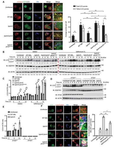 Figure 1. Mtb PknG promotes autophagy induction and inhibits autophagosome maturation during mycobacterial infection. (A) Representative confocal images of fixed U937 cells stably expressing mCherry-GFP-LC3. Cells were infected with WT Mtb, ΔpknG, ΔpknG:pknG and ΔpknG:pknGK181M at a MOI of 1 for 6 h. The uninfected cells were used as the control. Yellow LC3 puncta, autophagosomes; red LC3 puncta, autolysosomes. Scale bars: 5 μm. The numbers of yellow and red LC3 puncta were quantified from 100 cells for each biological replicate. Data represent means ± SEM of three independent experiments. ** P < 0.01 denotes significant differences between total LC3 puncta and yellow LC3 puncta, as analyzed by two-way ANOVA and Sidak multiple comparisons test; *P < 0.05 and ** P < 0.01 denote significant differences of the total LC3 puncta (or yellow LC3 puncta) among cells infected with different Mtb strains, as analyzed by two-way ANOVA and Tukey’s multiple comparisons test. (B) Immunoblotting of LC3 and SQSTM1 in U937 macrophages uninfected or infected by various Mtb strains. Differentiated U937 cells were incubated with the indicated Mtb strains at a MOI of 1 for 0 − 12 h with DMSO or 50 nM bafilomycin A1, and analyzed by immunoblotting. (C) Densitometry of triplicate samples was performed for quantification, and the ratios of LC3-II to ACTB were presented. Data are shown as mean ± SEM of three independent experiments. *P < 0.05 and ** P < 0.01 denote significant differences among cells infected with different Mtb strains at the indicated infection time points, as analyzed by two-way ANOVA and Tukey’s multiple comparisons test. (D) Immunoblotting of LC3 and SQSTM1 in WT (ATG5+/+) and ATG5-knockout (ATG5−/-) U937 cells. Differentiated U937 cells were uninfected or infected with WT Mtb, Mtb ΔpknG strain for 0 − 12 h at a MOI of 1 and analyzed by immunoblotting. (E) Densitometry of triplicate samples was performed for quantification, and the ratios of LC3-II to ACTB were presented. Data are shown as mean ± SEM of three independent experiments. ** P < 0.01 denotes significant differences among cells infected with different Mtb strains, as analyzed by two-way ANOVA and Tukey’s multiple comparisons test. (F) Confocal microscopy analysis of Mtb-containing autophagosomes maturation in macrophages. U937 cells were uninfected or infected with the indicated Alexa FluorTM 405-labeled Mtb strains (blue) at a MOI of 1 for 6 h. Cells were incubated with 75 nM LysoTracker for an additional 30 min. Cells were fixed and stained with the antibody against LC3 (green), and then subjected to confocal microscopy analysis (Left). Scale bars: 5 μm. Right, Percent colocalizations of LC3-positive Mtb with LysoTracker. About 100 cells were counted and analyzed for each biological replicate. Data are shown as mean ± SEM of three independent experiments. *P < 0.05 and ** P < 0.01 denote significant differences among cells infected with different Mtb strains, as analyzed by one-way ANOVA and Tukey’s multiple comparisons test.