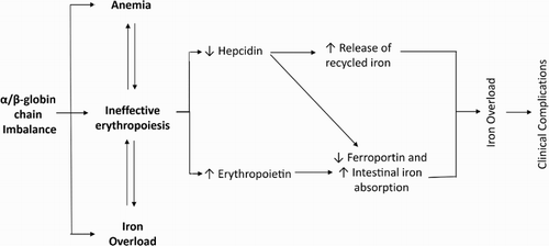 Figure 2. Mechanism of iron overload development due to ineffective erythropoiesis in β-TI.