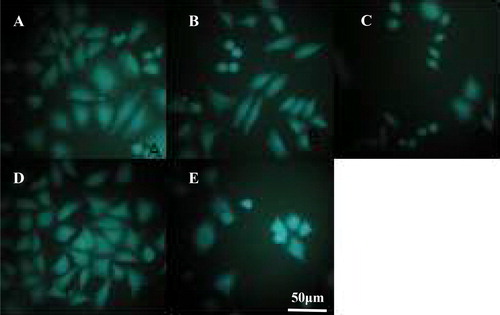 Figure 2. Morphology of HepG-2 cells with or without lycorine treatment in vitro. Fluorescence microscopy (magnification 10 × 40). Cells treated with lycorine 3 μmol/L (A), 6 μmol/L (B) or 12 μmol/L (C); Control (D); Cells treated with 4 μmol/L HCPT (E).