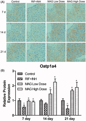 Figure 5. Immunohistochemical images and statistical results of Oatp1a4 in liver tissue from rats of the control, RIF + INH, MAG low-dose, and MAG high-dose groups. The data were presented as representative pictures (A) and as mean relative Oatp1a4 protein expression ± SD (B). Each group at each time point contained at least 15 immunohistochemistry images. Δp < 0.05 versus the control group; ΔΔp < 0.01 versus the control group; *p < 0.05 versus the RIF + INH group; **p < 0.01 versus the RIF + INH group.