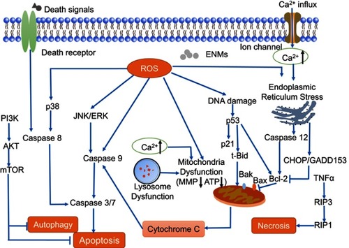 Figure 5 Mechanisms of engineered nanomaterials (ENMs)-induced cell death in neurotoxicity. Apoptosis is a caspase-dependent cell death, which has three main pathways including death receptor pathway, mitochondrial pathway, and endoplasmic reticulum stress pathway. Autophagy could be negatively mediated by PI3K-Akt-mTOR pathway. For necrosis, RIP3 responding to TNF family of cytokines binds to the kinase RIP1 and is crucial in the programmed necrosis pathway.