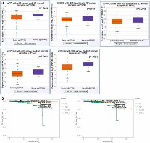 Figure 4. The correlation between selected gene expression levels and overall survival of PRAD patients. A, The expression level of selected genes in PRAD tissues and adjacent non-tumor tissues. B, The overall survival of human patients with PRAD in relation to high or low expression levels of MPHOSPH6 and MRPS31