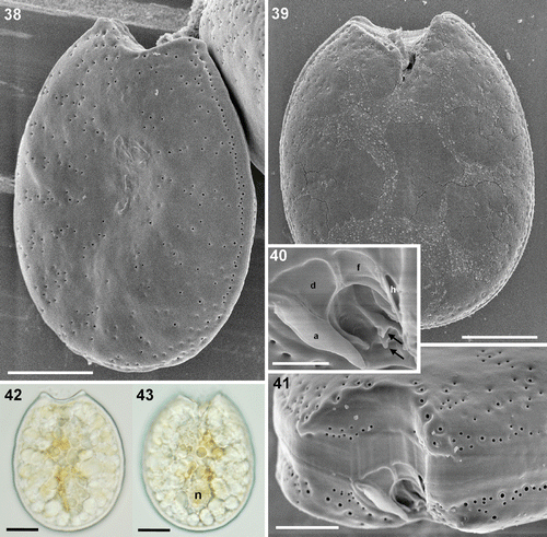 Figs 38–43. Prorocentrum sp. strain Dn33EHU. 38–41. SEM. 38. Left valve showing marginal and radial thecal pores on the smooth surface, which is convex in the centre. 39. Right valve with the anterior end deeply indented. 40. Detail of the periflagellar area showing two small protrusions (arrows). 41. Anterior end of the cell with the striated intercalary band and the periflagellar area. 42, 43. LM. 42. Left valve with the anterior end markedly excavated. 43. Right valve showing the nucleus (n) and the indented anterior end. Scale bars: 2 µm (Fig. 40); 5 µm (Fig. 41); 10 µm (Figs 38, 39; Figs 42, 43).