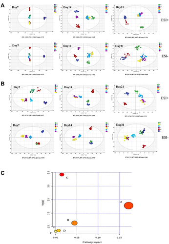 Figure 5 The metabolite profiles changes and pathway enrichment in the serum and urine of the rats. (A). The metabolite changes in the serum at 7, 14, and 21 days of treatment. ESI+ mode: R2X = 0.829, R2Y = 0.938, and Q2 (cum) = 0.725 on day 7; R2X = 0.806, R2Y = 0.945, and Q2 (cum) = 0.658 on day 14; and R2X = 0.858, R2Y = 0.937, and Q2 (cum) = 0.716 on day 21. ESI− mode: R2X = 0.843, R2Y = 0.940, and Q2 (cum) = 0.737 on day 7; R2X = 0.768, R2Y = 0.904, and Q2 (cum) = 0.791 on 14 day; and R2X = 0.736, R2Y = 0.851, and Q2 (cum) = 0.635 on day 21. (B). The metabolite changes in the urine at 7, 14, and 21 days of treatment. ESI+ mode: R2X = 0.710, R2Y = 0.960, and Q2 (cum) = 0.877 on day 7; R2X = 0.695, R2Y = 0.954, and Q2 (cum) = 0.900 on day 14; and R2X = 0.704, R2Y = 0.906, and Q2 (cum) = 0.713 on day 21. ESI− mode: R2X = 0.763, R2Y = 0.963, and Q2 (cum) = 0.872 on day 7; R2X = 0.771, R2Y = 0.971, and Q2 (cum) = 0.920 on day 14; and R2X = 0.722, R2Y = 0.889, and Q2 (cum) = 0.646 on day 21. Control group (dark blue), AIA group (green), Dex group (red), RCE high-dose group (yellow), RCE medium-dose group (purple), and RCE low-dose group (light blue). (C) Pathway enrichment of serum and urine metabolites. (A) Steroid biosynthesis, p = 0.17204. (B) Glycerophospholipid metabolism, p = 0.04444. (C) Tryptophan metabolism, p = 0.01473. (D) Pyrimidine metabolism, p = 0.00709. (E) Biosynthesis of unsaturated fatty acids. (F) Fatty acid biosynthesis.