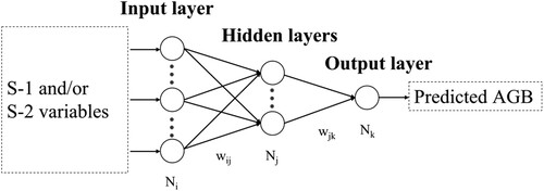 Figure 4. Schematic diagram of an instance MLPNN model structure to estimate forest AGB. The neurons Ni, Nj, Nk in the input layer, hidden layers, and output layer, as well as their internal connections and weightings (Wij, Wjk) were shown.