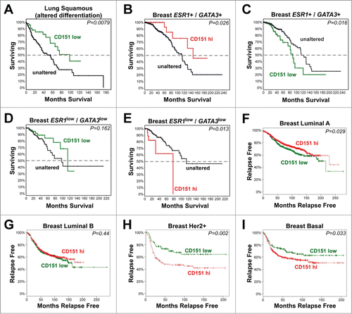 Figure 10. The relationship of CD151 expression to clinical outcomes in human cancers. (A-E) Analysis of CD151 expression by RNAseq in TCGA Lung Squamous Cell Carcinoma and Invasive Breast Carcinoma databases. Survival curves are shown for CD151-low cases (Z-score < −1; shown in green) or CD151-high cases (Z-score > 1; shown in red) compared to cases in which CD151 expression was unaltered (shown in black). (A) Reduced CD151 expression was associated with increased overall survival in lung squamous cell carcinomas harboring changes in genes that regulate squamous cell differentiation. (B&C) In less aggressive ESR1+/GATA3+ breast cancers (in which estrogen receptor α (ESR1) or GATA3 were not reduced; see Fig. S8), reduced CD151 expression was associated with reduced survival, while increased CD151 expression was associated with increased survival. (D&E) In the more aggressive ESR1low/GATA3low breast cancer cases, CD151-low cases showed a trend toward increased survival, while CD151-high cases showed reduced overall survival. (F-I) Analysis of CD151 expression in different breast cancer molecular subtypes using KM-plotter to query Affymetrix microarray data. (F) In luminal A breast cancers, CD151-high cases (red) showed increased relapse-free survival compared to CD151-low cases (green). (G) In luminal B breast cancers, no association between CD151 expression and relapse-free survival was observed. (H&I) in Her2+ and basal-like breast cancers, CD151-high cases showed reduced relapse-free survival. In all panels, P values were calculated by the logrank test. More detailed information about the number of cases represented in each panel is found in Table S1.