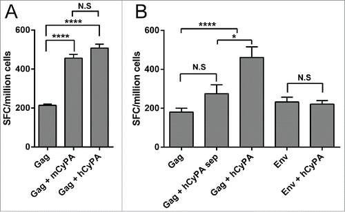 Figure 2. Assessment of CyPA species-specificity and antigen-specificity of the adjuvant effect. The Gag-specific cellular immune response was assessed by IFN-γ ELISPOT array to investigate the difference between the mouse and human CyPA adjuvant effect when co-administrated with Gag vaccine (A). Ten 6- to 8-week-old female Balb/c mice in each group were administered vaccines under Scheme I in Table 1, with CyPA plasmid mixed with Gag vaccine before immunization, and a 50 μg DNA vaccine at a final volume of 100 μl each (50 μl for each tibialis anterior muscle) injected directly. Mice were immunized 3 times at 2-week intervals with Gag DNA plasmid co-formulated with CyPA adjuvant DNA. One week after the last vaccination, animals were sacrificed, and individual mouse splenocytes were isolated and used to assess cellular function by IFN-γ ELISPOT. The CyPA-Gag antigen specific adjuvant activation (B) was tested following Scheme II. We designed a multiplex comparison to verify the CyPA adjuvant effect on Gag antigen specificity. “Gag + hCyPA sep” denotes Gag and hCyPA plasmid injected separately into the tibialis anterior muscles of 2 legs. Moreover, Env DNA, an HIV antigen, was tested for specificity of CyPA adjuvant activation. All the procedures of immunization, timeline, interval time and operation were followed method and material session description. The p values are labeled with asterisks for p < 0.05 (*) and p < 0.0001 (****). In addition, N.S indicates the non-significant difference between the compared groups.