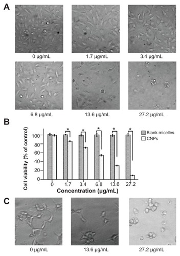 Figure 4 Celastrol nanoparticles dose-dependently inhibit the growth and capillary structure formation of human umbilical vein endothelial cells (EA.hy 926). (A) Morphological variations of EA.hy 926 cells treated with celastrol nanoparticles (0, 1.7, 3.4, 6.8, 13.6, or 27.2 μg/mL) for 72 hours. (B) EA.hy 926 cells treated with either celastrol nanoparticles or blank micelles (0, 1.7, 3.4, 6.8, 13.6, or 27.2 μg/mL) for 72 hours. Water-soluble tetrazolium salt assay was used to determine cell viability after exposure to the nanoparticles. The blank micelles without celastrol showed a cell viability of above 95%. Increasing the amount of celastrol nanoparticles increased the inhibition effect on the EA.hy 926 cells. (C) Celastrol nanoparticles inhibited the tube formation of endothelial cells in Matrigel™ (BD Biosciences, San Jose, CA). EA.hy 926 cells pretreated with or without celastrol nanoparticles were placed in a 96-well plate coated with Matrigel (5 × 104 cells per well). After 10 hours, the tubular structure of the endothelial cells was photographed (magnification: ×200).Notes: The data are presented as mean ± standard deviation for three independent experiments performed in triplicate. Statistical significance was based on the difference when compared with the control; *P < 0.01.