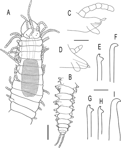 Figure 7. Haplosyllis giuseppemagninoi sp. nov. A, Anterior and mid-body view. B, Posterior region. C, Parapodium, anterior body. D, Parapodium, posterior body-end. E, Chaetae, mid-body. F, Aciculae, mid-body. G, Large posterior chaeta. H, Small posterior chaeta. I, Posterior acicula. Paratype (MNCN 16.01/13173). Scale bars: A, B = 200 μm, C, D = 50 μm, E-I = 20 μm.