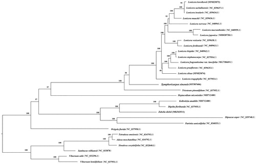Figure 1. ML phylogenetic tree inferred from 30 complete chloroplast genome sequences of Dipsacales. Numbers above each node indicate bootstrap values.