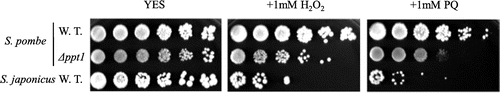 Figure 5. Stress sensitivity of S. japonicus. S. pombe wild type PR110, S. pombe ∆ppt1, and S. japonicus NIG5091 were grown on YES medium containing 1 mM H2O2 and 1 mM paraquat (PQ) for 5 days at 30 °C.