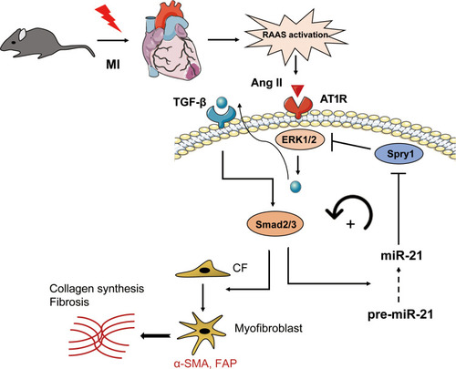 Figure 7 Schematic representation of the mechanisms by which miR-21 promotes post-MI cardiac fibrosis.