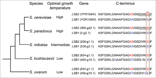 Figure 2. Prion–inducing activity of Lsb2 coincides with yeast adaptation to higher growth temperature. Schematic shows phylogenetic relationships among some members of the Saccharomyces sensu stricto genus. The preferred growth temperature of each species is indicated.Citation74,75 CLUSTALW-formatted multiple sequence alignment of C-terminal of Lsb1/Lsb2 is shown. Difference in amino acids is indicated in red (Lsb2) and blue (Lsb1). Residue essential for prion induction is bordered. Amyloid stretch hexapeptide is underlined.