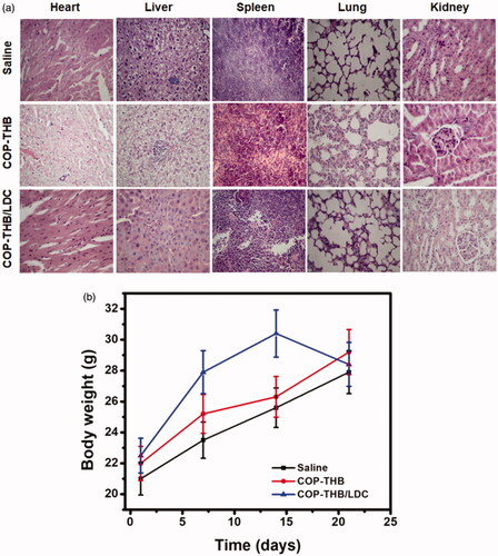 Figure 13. In vivo imaging and antitumor effect of COP–THB/LDC. H&E staining of major organs obtained from nude mice treated with saline and COP–THB/LDC for 3 weeks, respectively. There were no significant pathological lesions or damages in the major organs from mice that were treated with COP–THB/LDC. Scale bar: 100 μm (a). Bodyweight of mice after treatment with saline and COP–THB/LDC showed a gradually increased tendency, implying that COP–THB/LDC had good biocompatibility (n = 3) (b).