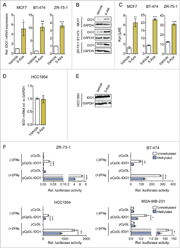 Figure 4. IDO1 expression and activity is suppressed by IDO1 promoter hypermethylation in ER-positive breast cancer cells. Treatment of ER-positive breast cancer cells with the demethylating agent 5-Aza (10 μM, 5 d) followed by stimulation with IFNγ (1000 U/mL, 48 h) significantly increased (A) IDO1 mRNA expression relative to GAPDH and (B) IDO1 protein expression (n = 3, per group). (C) Similarly, Kyn production of cells treated with 5-Aza for 5 d and subsequent IFNγ-stimulation for 48 h (n = 3) measured by HPLC was significantly increased compared with non-5-Aza treated controls (n = 3). 5-Aza treatment of the ER-negative HCC1954 cells neither influenced (D) IDO1 mRNA expression nor (E) IDO1 protein expression. (F) Activity of the unmethylated and the methylated IDO1 promoter was measured by luciferase reporter assay after stimulation with IFNγ (8 h; 20 U/mL for ZR-75–1 and HCC1954, 100 U/mL for BT-474 and MDA-MB-231), indicating that DNA methylation reduces IDO1 expression. Results are expressed as means, error bars indicate s.e.m. Statistical significance was determined by Student's t-tests, *p < 0.05, **p < 0.01, ***p < 0.001.