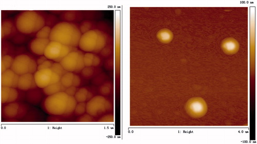Figure 2. AFM image of Bio-CS-PLGA NPs deposited on silicon dioxide at 300 K.