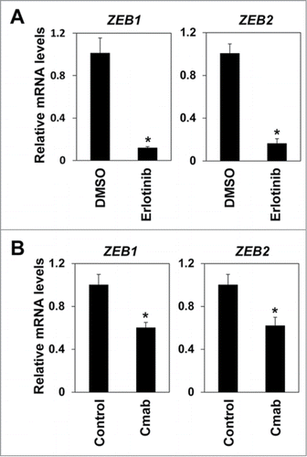 Figure 2. EGFR inhibitors suppressed expression of ZEB1 and ZEB2. (A) EPC2T cells were treated with erlotinib for 72 hours and expression levels of ZEB1 and ZEB2 were determined by real-time RT-PCR. (*P < 0.05 vs. DMSO control) (B) EPC2T cells were treated with cetuximab (10 μg/ml) for 72 hours and expression levels of ZEB1 and ZEB2 were determined by real-time RT-PCR. (* P < 0.05 vs. vehicle control)