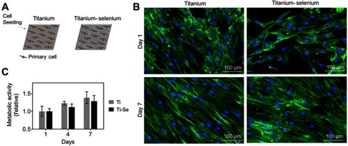 Figure 5 In vitro biocompatibility results of osteoblasts cultured on Ti and Se-coated Ti substrates. (A) Schematic of titanium (Ti) and titanium-selenium (Ti-Se) plates being seeded with human primary osteoprogenitor cells. (B) Metabolic activity over 7 days is similar between Ti and Ti-Se plates. (C) Morphology of primary osteoprogenitor cells after 1 and 7 days post seeding shows the typical elongated phenotypes and full coverage of the plates, without differences between substrates.