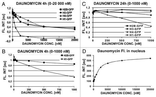 Figure 4. Daunomycin-induced dissociation of histones from DNA measured by flow cytometer. (A–C) Concentrations of linker (H1) and core (H2B, H3, and H4) histones in daunomycin-treated cells after 4 h or 24 h incubation with the daunomycin. (D) Fluorescence of daunomycin bound to DNA, in fixed cells, as function of the drug concentration (4 h incubation)
