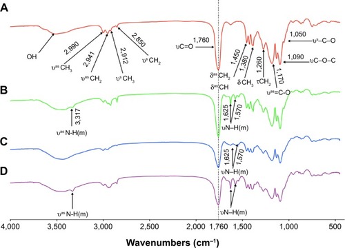 Figure 3 FTIR spectra for (A) PLGA-COOH, (B) PLGA-NH2, (C) PLGA-SS-COOH, (D) (PLGA)2-SS-4-arm-PEG2000-NH2.Abbreviations: PLGA-COOH, poly(lactic-co-glycolic acid); SS, disulfide; PEG, poly(ethylene glycol); FTIR, Fourier transform infrared spectroscopy.