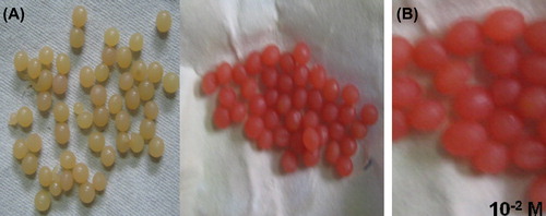 Figure 4. (A) Comparison of color of Calcium alginate beads (Before and after the reaction) (B) Leukemic Blood Sample.