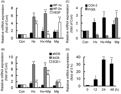 Figure 1. Macrophage co-culture aggravated gene expressions in hypoxia-stimulated HCMECs. The gene mRNAs were measured by real-time RT-PCR. (A) The changes of HIF-1α, HIF-2α and VEGF in control (Con), hypoxia (Hx), hypoxia plus macrophage co-culture (Hx + Mϕ) and macrophage co-culture (Mϕ) groups. (B) The changes of eNOS, iNOS and ECE-1 in Con, Hx, Hx + Mϕ and Mϕ groups. (C) The changes of COX-2 and PGIS in Con, Hx, Hx + Mϕ and Mϕ groups. **p < 0.01 or *p < 0.05, versus Con group. ##p < 0.01 or #p < 0.05, versus Hx group. (D) The time-dependent expression of iNOS in hypoxia-activated macrophages. **p < 0.01 or *p < 0.05, versus 0 h group. The data were repeated three times and represented as mean ± SD.