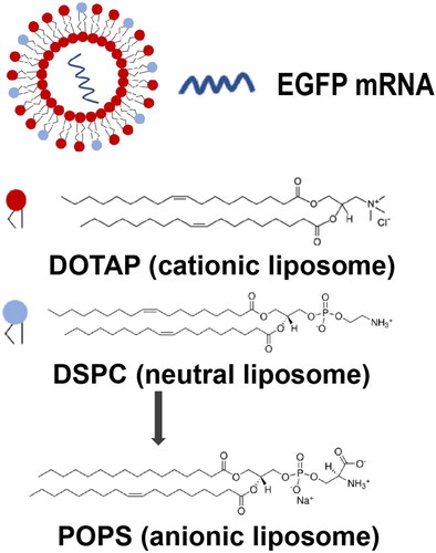 Figure 1. Lipid components of differently charged liposomes.