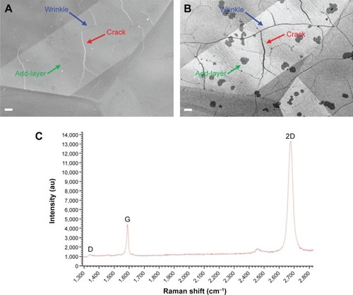 Figure 3 SEM images recorded using (A) in-lens and (B) ESB detectors with the graphene features marked: the scale bars are 2 µm. Reprinted from Pasternak I. Synthesis and properties of graphene obtained on metallic and germanium substrates by CVD method [unpublished PhD thesis]; 2016; Copyright © 2016 Pasternak. (C) Raman spectra of the graphene.Notes: The three most prominent peaks in the Raman spectrum of graphene consist of the G band at ~1,585 cm−1, the 2D band at ~2,700 cm−1 and the disorder-induced D band at ~1,350 cm−1 (for laser excitation energy of 2.33 eV). The G band, which is related to C−C bond stretching, is caused by the in-plane vibration of spCitation2 carbon atoms and corresponds to the first-order Raman-allowed E2g phonon in the center of the Brillouin zone (BZ). The D band, known as the disorder or defect band representing the ring breathing mode (A1g symmetry) of spCitation2 carbon rings, is induced by defects in the graphene lattice. The 2D band consists of the second order of the D band, sometimes referred to as an overtone of the D band, and is the result of the two phonon process involving two D phonons from the vicinity of the K point of the BZ. Unlike the D band, it does not need to be activated by proximity to a defect.Citation60 The intensity ratio of the G and D bands can be used to determine the number of defects in a graphene sample.Citation61 The number of layers of graphene can be defined on the basis of the line shape of the 2D peak as well as its intensity relative to the G peak. Single-layer graphene is characterized by a sharp, symmetrical, Lorentzian-shaped 2D peak with an intensity greater than that of the G peak. As the number of layers increases, the 2D peak becomes broader and less symmetrical accompanied by a decrease in its intensity.Citation62Abbreviation: SEM, scanning electron microscopy.