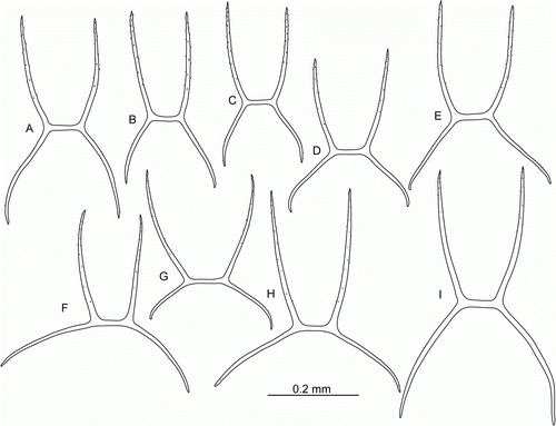 Figure 10.  Peniagone islandica Deichmann, Citation1930, dorsal ossicles, side view. (A–D) St. JC048/43 Dive 174; (E–G) St. JC037/15; (H,I) St. JC048/54 Dive 179.