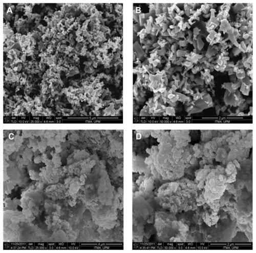 Figure 6 Field emission scanning electron microscope image of zinc oxide (A and B) and the cetirizine nanocomposite (C and D).