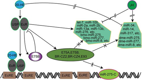 Figure 8. Responding model of miRNAs involved in the 20-HE/JH pathway. There existed four EcREs at the upstream of pre-miR-275 cluster.