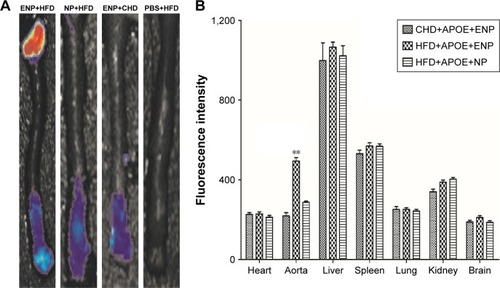 Figure 6 Organ imaging of DiR-ENPs in atherosclerosis mice.Notes: (A) Shows the fluorescence imaging of the mouse aorta. (B) Shows the fluorescence intensity of different organs, and the histogram was analyzed by statistical analysis. Data are presented as mean ± SEM (n=6 per group); **P<0.05.Abbreviations: DiR, 1,1′-dioctadecyl-3,3,3′,3′-tetramethylindotricarbocyanine iodide; ENPs, EGFP-EGF1-conjugated poly(lactic-co-glycolic acid) nanoparticle; SEM, standard error of mean; NP, nanoparticle; HFD, high-fat diet; CHD, normal diet.