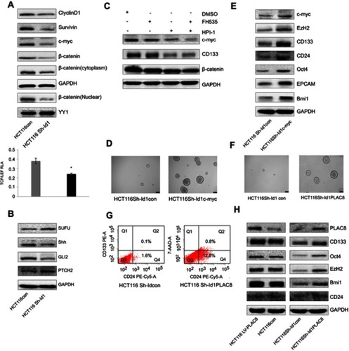 Figure 5 Inhibitor of DNA binding 1 (Id1) maintains the stemness of colorectal cancer cells through the Id1-c-Myc-PLAC8 axis via the Wnt/β-catenin and Sonic Hedgehog (Shh) signaling pathways. (A) Western blotting determines lower CyclinD1, Survivin, C-myc and cytoplasmic and nuclear β-catenin expression in Id1 knockdown HCT116 cells than in control cells, and lower relative TCF/LEF activity is measured in Id1 knockdown HCT116 cells than in control cells. *P<0.05; (B) Western blotting determines higher PTCH2 and SUFU expression and lower GLI2 and Shh expression in Id1 knockdown HCT116 cells than in control cells; (C) Western blotting determines lower C-myc expression in HCT116 cells exposed to FH535 and HPI-1 than in cell treated with FH535 or HPI-1 alone; (D) higher C-myc expression is seen in Id1 knockdown HCT116 cell overexpressing C-myc than in Id1 knockdown HCT116 cells; (E) Western blotting determines higher C-myc, EZH2, CD133, CD24, Oct4, EPCAM and Bmi1 expression in Id1 knockdown HCT116 cell overexpressing C-myc than in Id1 knockdown HCT116 cells; (F) lower PLAC8 expression is detected in Id1 knockdown HCT116 cells than in control cells; (G) fluorescence-activated cell sorting (FACS) analysis reveals a significant rise in the number of CD24+ and CD133+/CD24+ cell populations in Id1 knockdown HCT116 cells overexpressing PLAC8 than in control cells; (H) Western blotting determines higher C-myc, EZH2, CD133, CD24, Oct4, EPCAM and Bmi1 expression in Id1 knockdown HCT116 cells overexpressing PLAC8 relative to Id1 knockdown HCT116 cells.