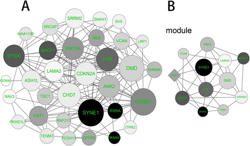 Figure 6. PPI network construction and module analysis. (A) PPI network of the overlapping genes was constructed by the STRING (Search Tool for the Retrieval of Interacting Genes) online tool. (B) The significant gene module was visualized by the MCODE (Molecular Complex Detection, Version 1.4.2) plug-in of Cytoscape software. The circle node represents the down-regulated genes and the diamond node represents the up-regulated genes. The size of node is positively correlated with the degree value and the color depth is positively correlated with Mutation percent.